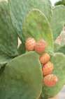 Noto, Sicily. Catus pads with prickly pear fruit. Art Print